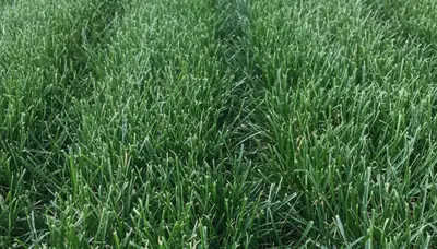 Close-up of freshly cut grass blades showing pro lawn mowing precision in Albany, NY landscaping