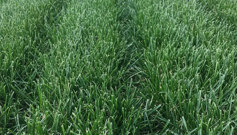 Close-up of freshly cut grass blades showing pro lawn mowing precision in Albany, NY landscaping