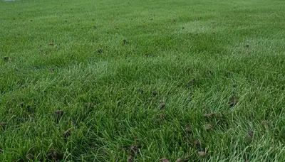 Healthy Albany NY lawn recovering after professional aeration service by Chop Chop Landscaping